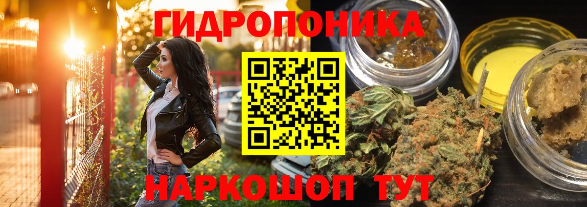 Конопля гибрид Мончегорск